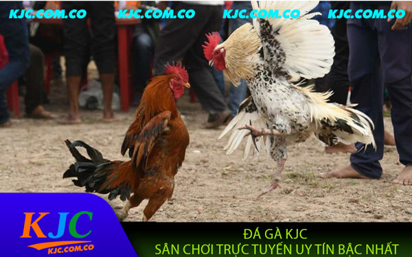 Đá Gà KJC – Đỉnh Cao Giải Trí Cho Tín Đồ Đam Mê Cá Cược