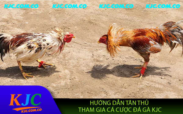 Đá Gà KJC – Đỉnh Cao Giải Trí Cho Tín Đồ Đam Mê Cá Cược