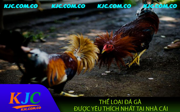 Đá Gà KJC – Đỉnh Cao Giải Trí Cho Tín Đồ Đam Mê Cá Cược