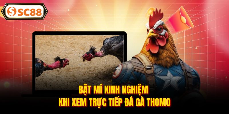 Trực Tiếp Đá Gà Thomo - Sân Chơi Giải Trí Đình Đám Hiện Nay