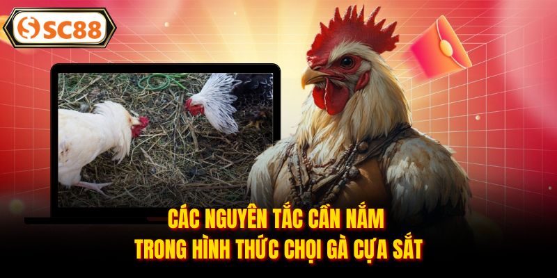 Đá Gà Cựa Sắt - Chinh Phục Các Trận Chiến Đỉnh Cao, Nảy Lửa