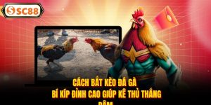 Đá Gà SC88 - Đấu Trường Rực Lửa, Kèo Thơm Mỗi Ngày