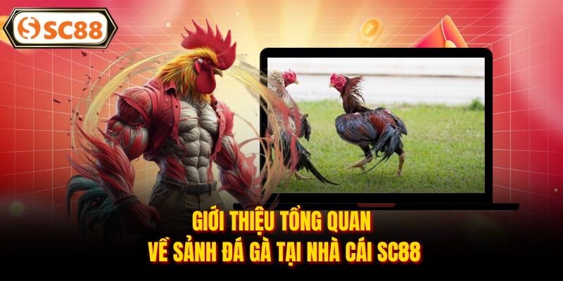 Đá Gà SC88 - Đấu Trường Rực Lửa, Kèo Thơm Mỗi Ngày