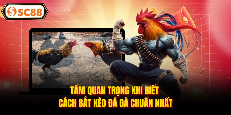 Cách Bắt Kèo Đá Gà - Bí Kíp Đỉnh Cao Giúp Kê Thủ Thắng Đậm