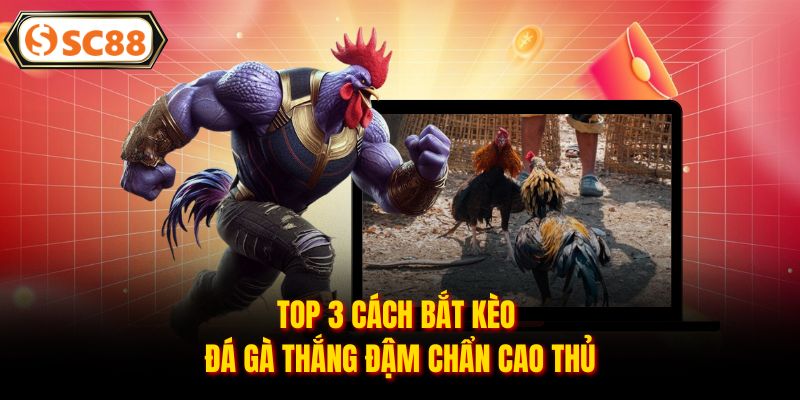Cách Bắt Kèo Đá Gà - Bí Kíp Đỉnh Cao Giúp Kê Thủ Thắng Đậm